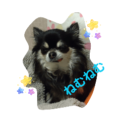 suzu_20260305043149