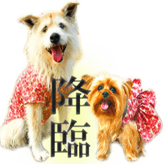 Toichi & Cookie animation ver.