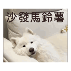 薩摩耶多比Dobby is free Vol.3