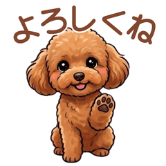 Mira the Fluffy Toy Poodle