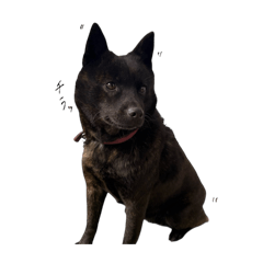 cutie dog!!!!!