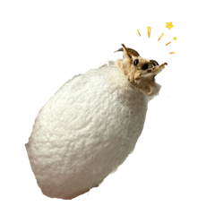 otochan_20260305151024