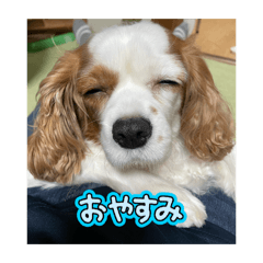 majadaja4444_20260305002616