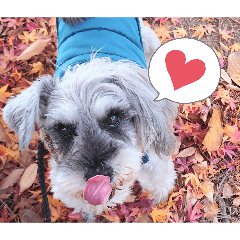 kamomi_20260304210253