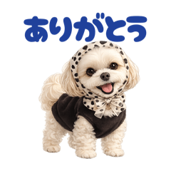 piropiro_20260303123009