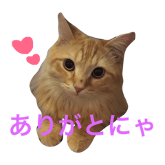 miyuukirakinako days