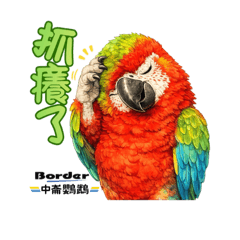 中崙鸚鵡（日常篇）