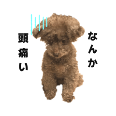 Chocota_20260305183839