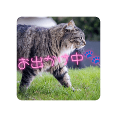 tamama_20260306010441