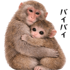 小猿くん