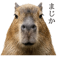 capybaraのLINE スタンプ一覧 | LINE STORE
