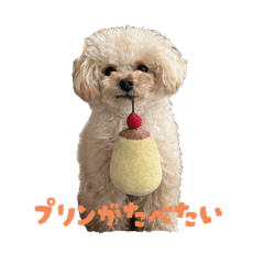 I am a cute little puppy!