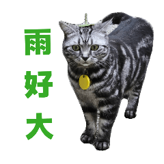 波虎出擊第一彈