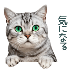 Panic Silver Tabby Investigation