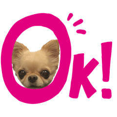 Monaca the Chihuahua1