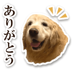 LOVE! Golden Retriever