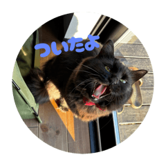 SAKIchi_20260306111253