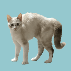 CAT Chaperovski's Life 2