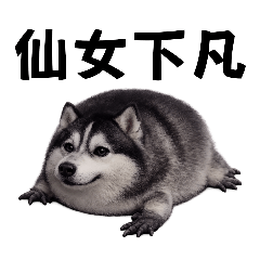 我的刀盾 但是哈士奇