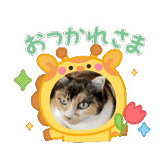 momo_20260306162900
