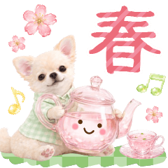 haru no nitijo chihuahua