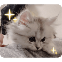 suyasuyaaa_20260306201935