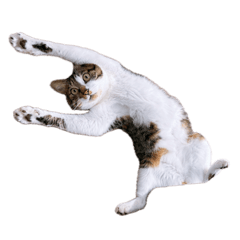 mushichan_20260306224219