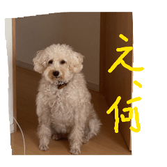 appuru_20260306231140