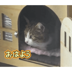 yoshun_20260306221936