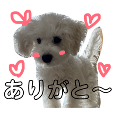 mochimochimochiron