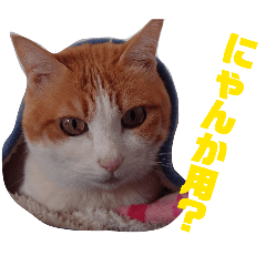 satomee-chan