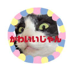 hachi_20260307122206