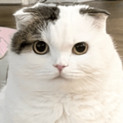 "อ้วงน้อย" แมวที่อารมณ์ดีที่สุดในโลก