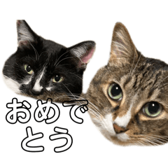 shizuku_20260307112843