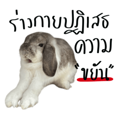 Okine__o_20260306215805