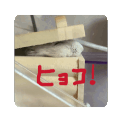 Hamlove_20260307150609