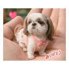 Mimi shop_20260307201122