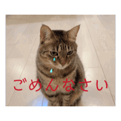 RISA_20260307215122