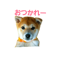 mini-shiba