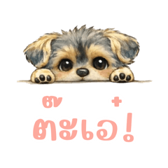 Taga the Tiny Drama Dog