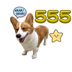 Mochi the Corgi ladies