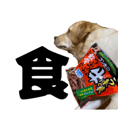 hachi_20260307191748