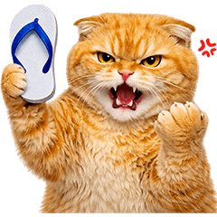 Orange Cat MVP (No Text)