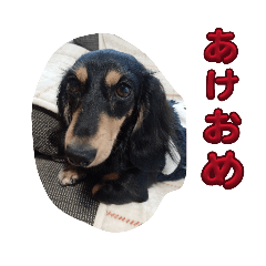 inutomo_20260307222826