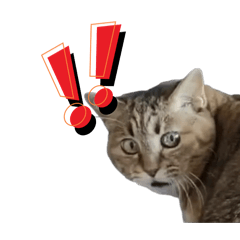 Ohina_20260308002941