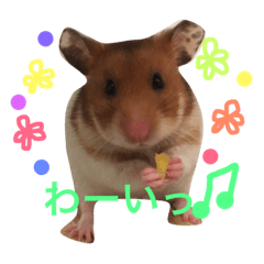 Kurumint's yurukawa hamster life2
