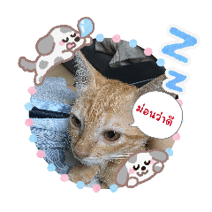 Ponyyim_20260307224902