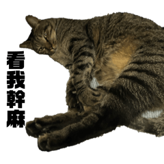 可愛的小小家人