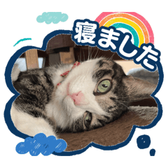 Catmoon_20260308090104