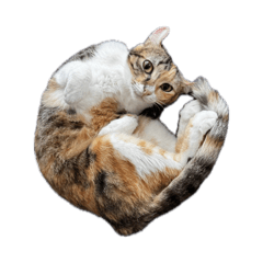 ameri_20260308005304